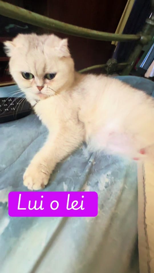Post 7 by luca  micalef on TikTok (video)