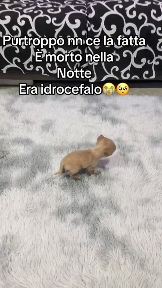 Post 10 by luca  micalef on TikTok (video)