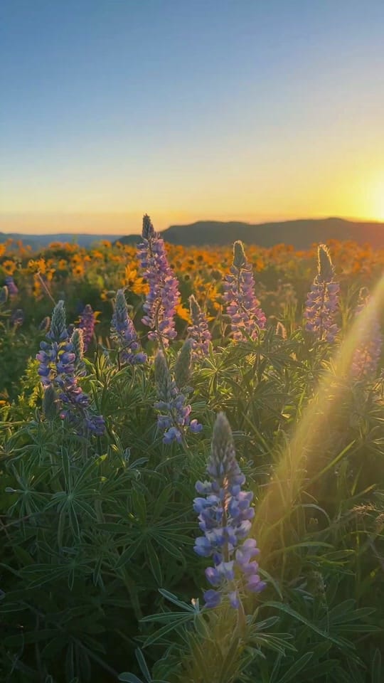 Post 2 by Nat on TikTok (video)