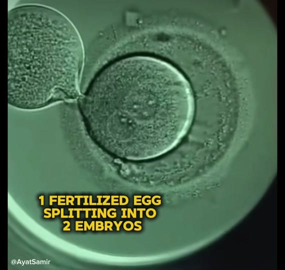 Post 2 by Carlos Guerrero PhD, HCLD on TikTok (video)