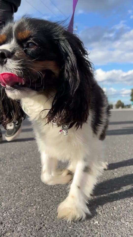 Post 6 by Millie Savage ❤️‍🔥 on TikTok (video)