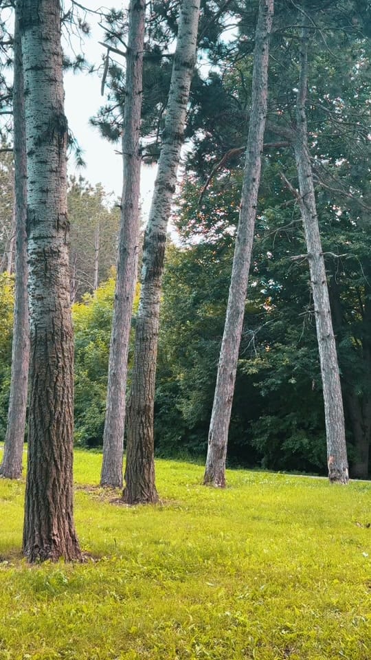 Post 8 by Jeff Munter on TikTok (video)
