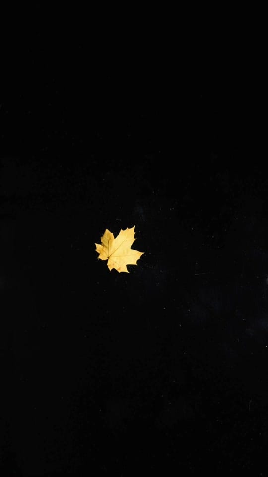 Post 8 by Laurence Winram on TikTok (video)