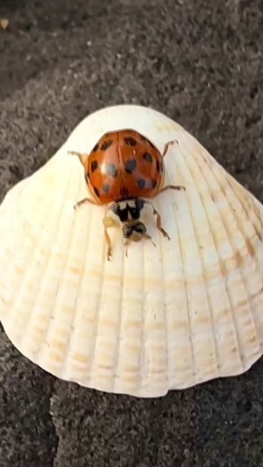 Post 6 by Laurence Winram on TikTok (video)