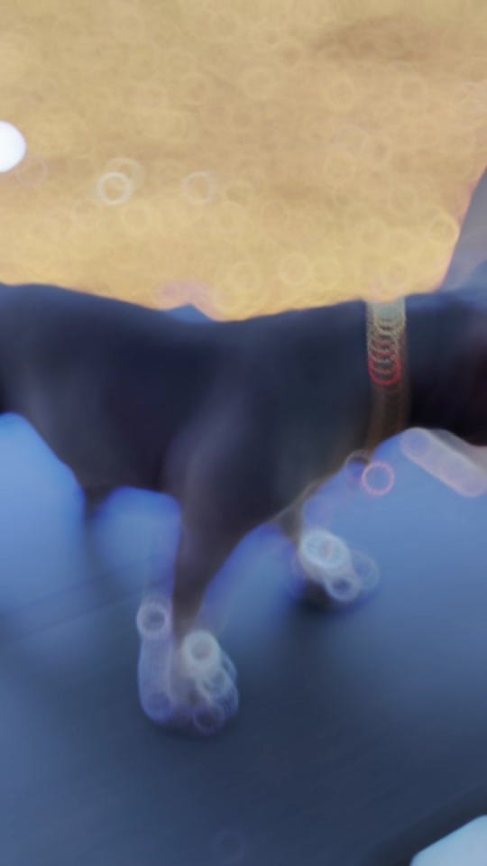 Post 9 by Jerry & Molly Bully 2022 on TikTok (video)