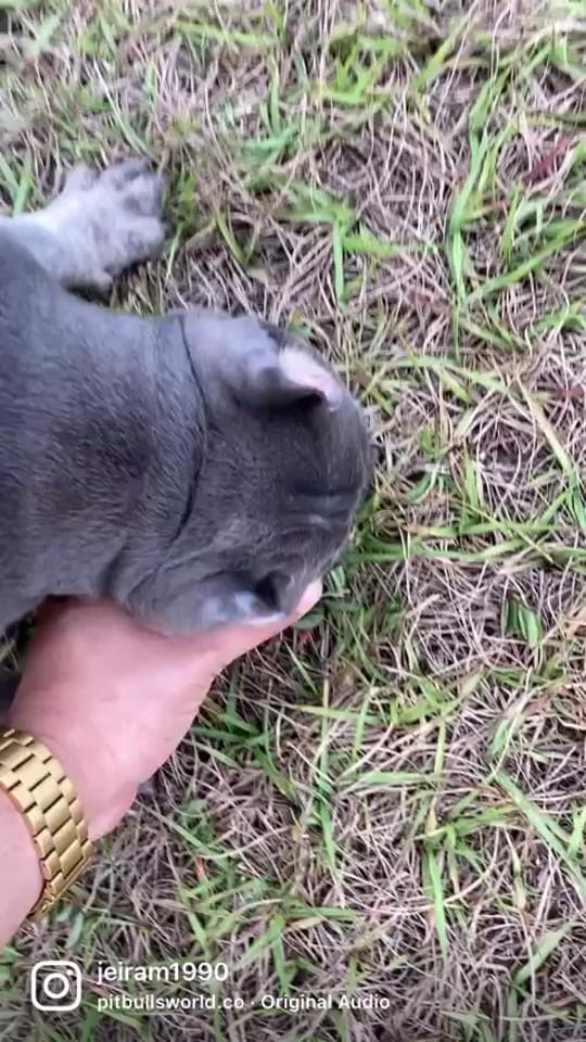 Post 10 by Jerry & Molly Bully 2022 on TikTok (video)