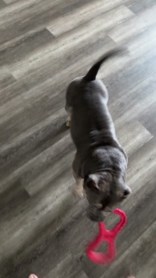 Post 1 by Jerry & Molly Bully 2022 on TikTok (video)