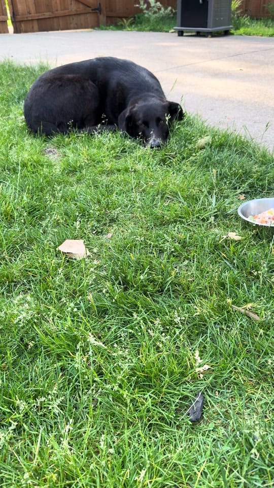 Post 3 by Liz | Chicago Photographer on TikTok (video)