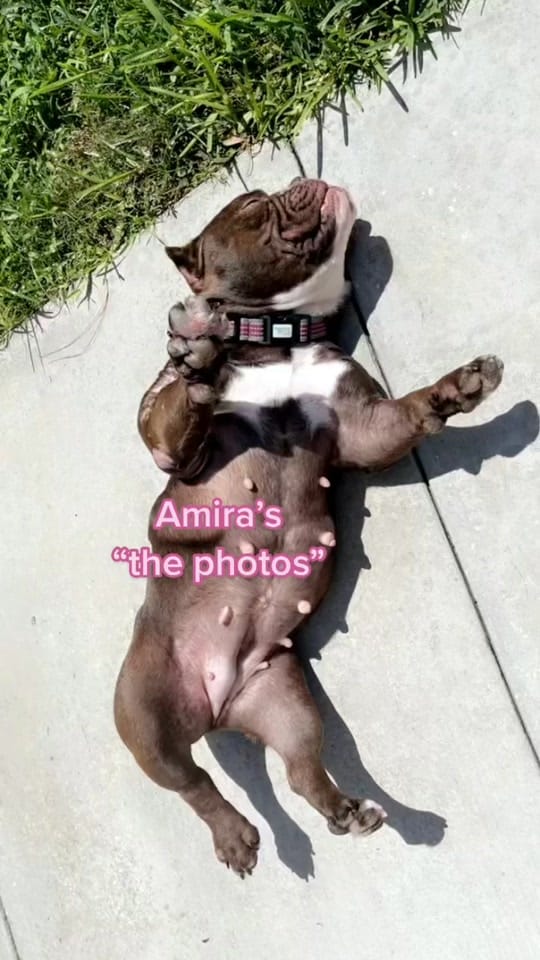 Post 2 by N.F.L.bullies on TikTok (video)