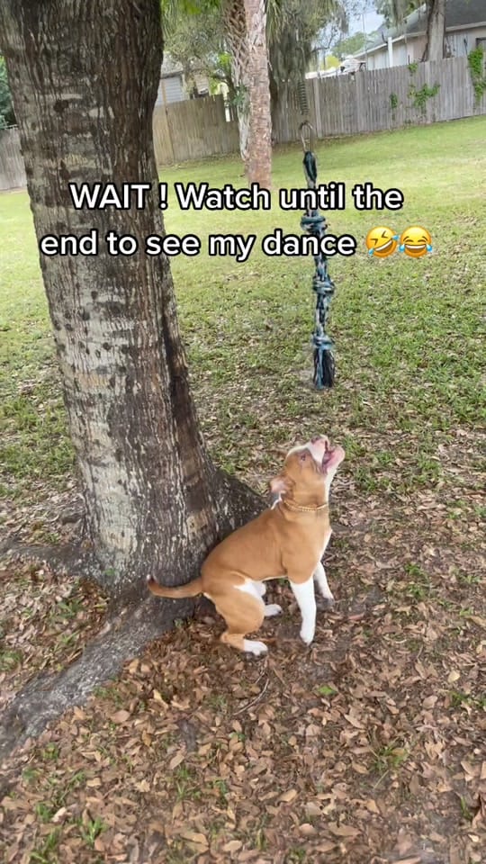 Post 9 by N.F.L.bullies on TikTok (video)
