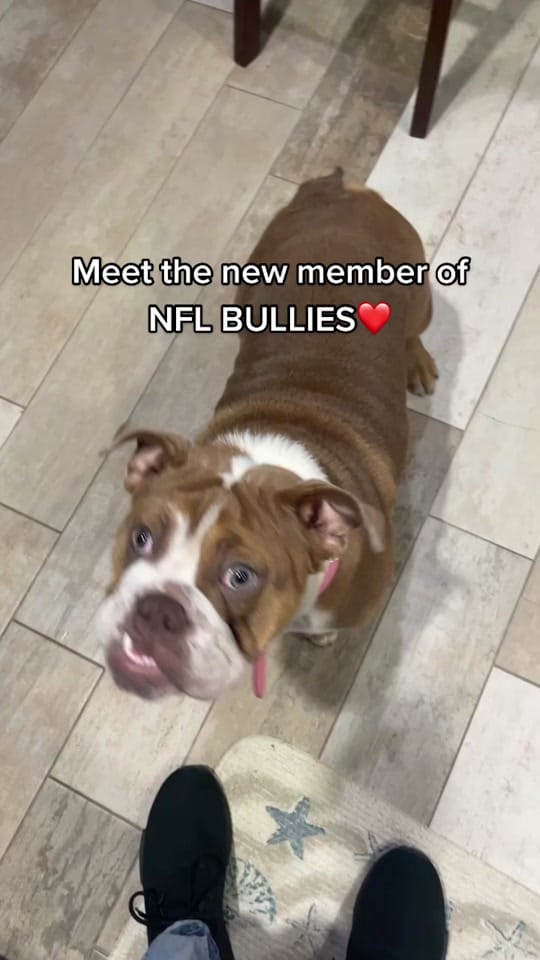Post 6 by N.F.L.bullies on TikTok (video)