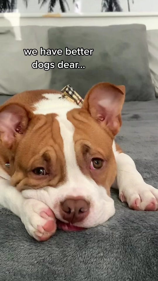 Post 3 by N.F.L.bullies on TikTok (video)