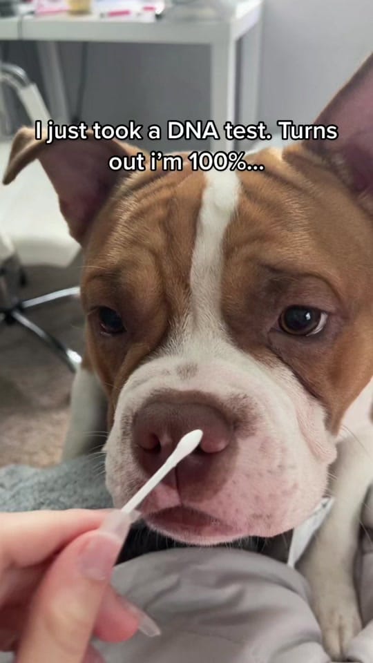 Post 8 by N.F.L.bullies on TikTok (video)