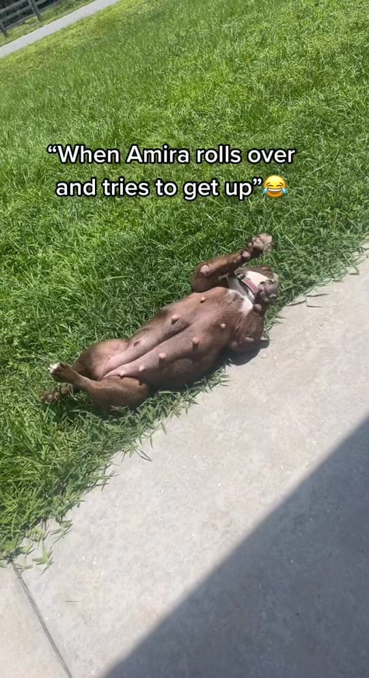 Post 7 by N.F.L.bullies on TikTok (video)