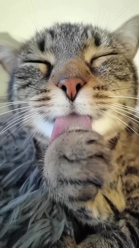 Post 2 by Carlisle's Random Clips on TikTok (video)