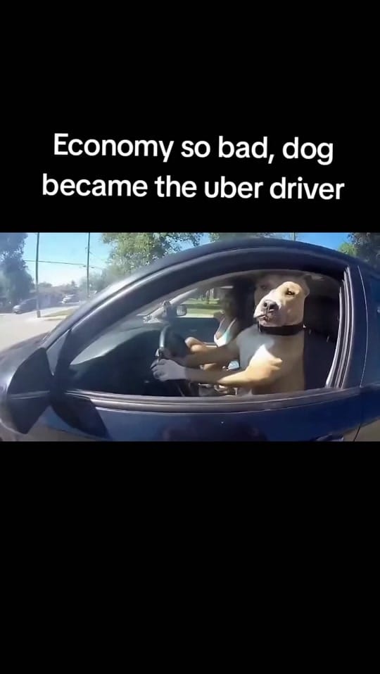 Post 3 by Animal Suspects on TikTok (video)
