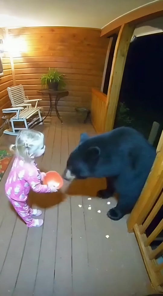Post 1 by Animal Suspects on TikTok (video)