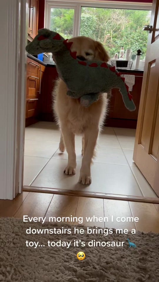 Post 4 by Rachel on TikTok (video)