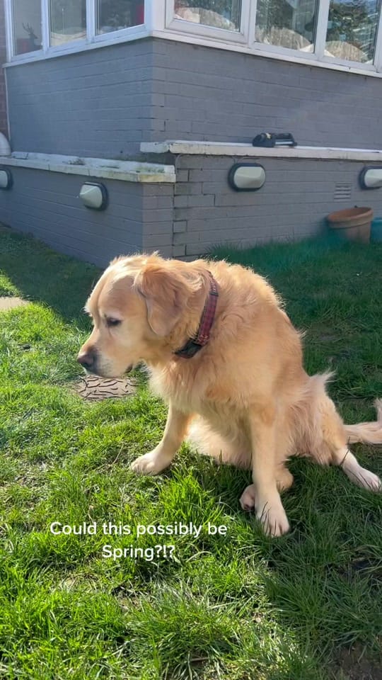 Post 6 by Rachel on TikTok (video)