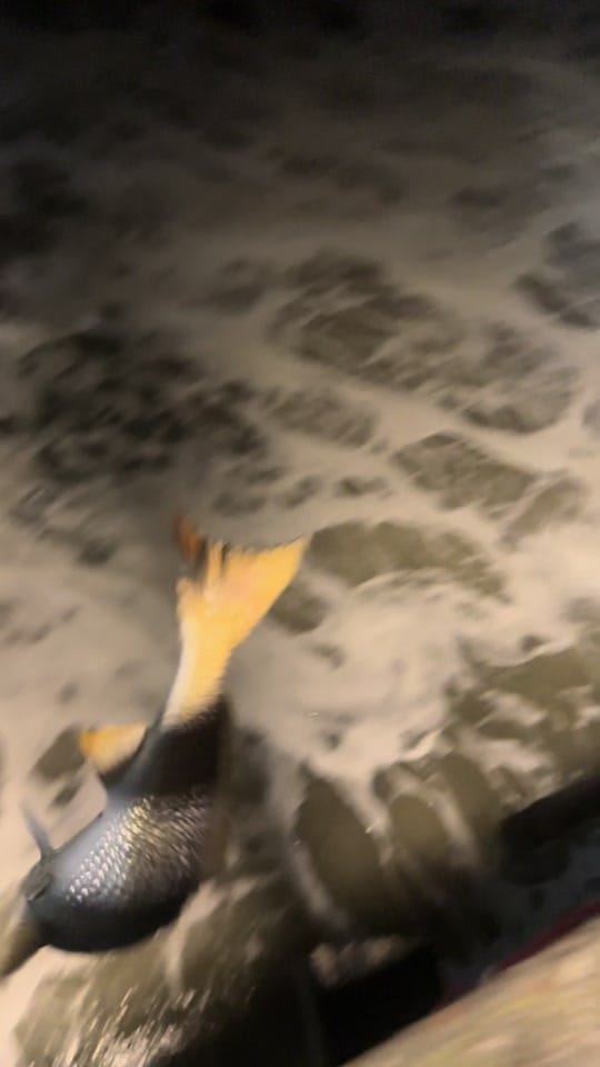 Post 8 by Blake on TikTok (video)