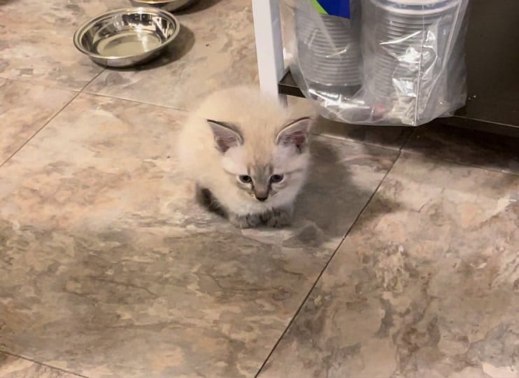 Post 4 by GURU on TikTok (video)