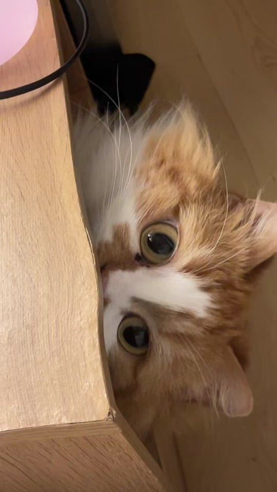 Post 6 by Shahed Alasal Hwari on TikTok (video)