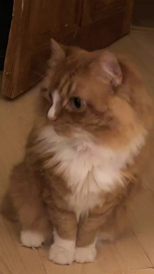 Post 5 by Shahed Alasal Hwari on TikTok (video)