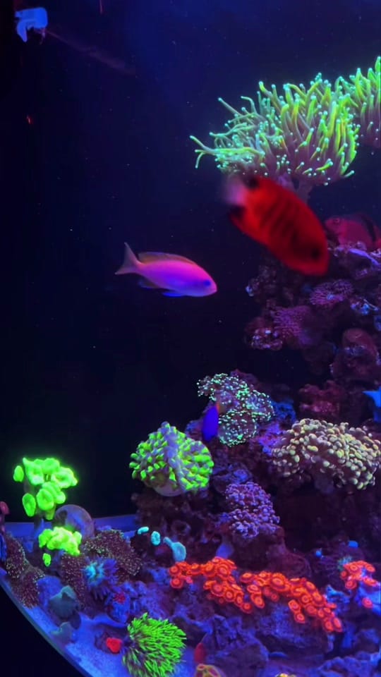 Post 2 by You_Can_Do_It_Yourself on TikTok (video)