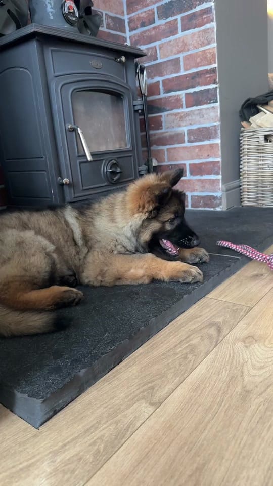 Post 3 by livvwalker on TikTok (video)
