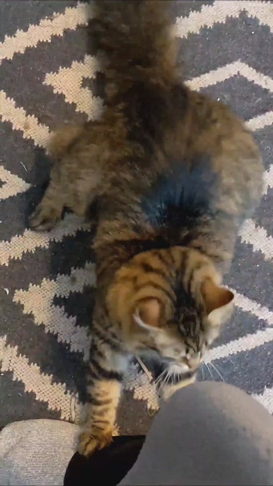 Post 10 by Chas Hundley on TikTok (video)