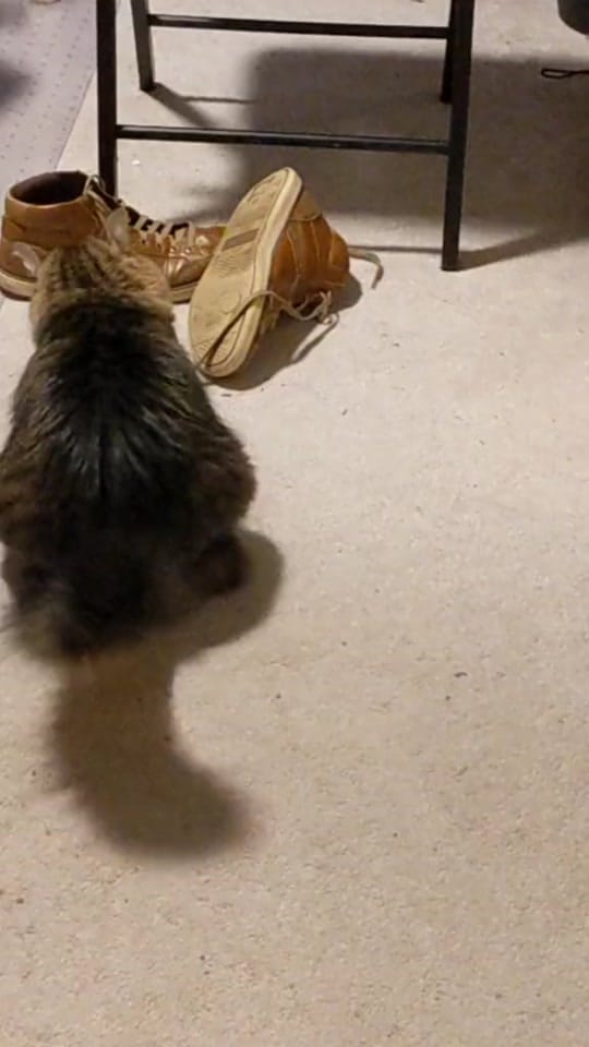 Post 8 by Chas Hundley on TikTok (video)