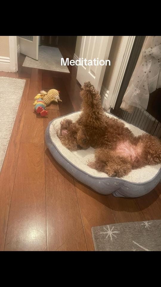 Post 3 by Nutellateddy on TikTok (video)