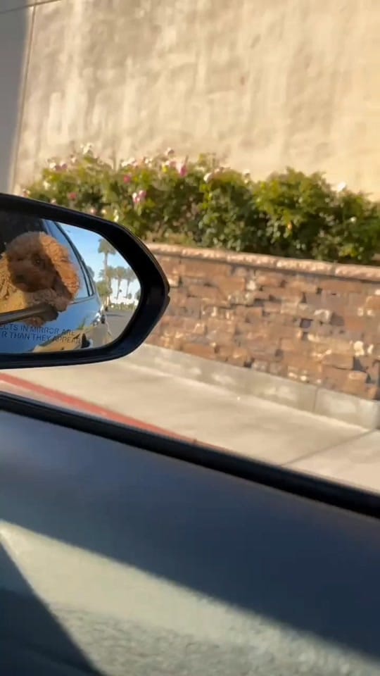 Post 8 by Nutellateddy on TikTok (video)