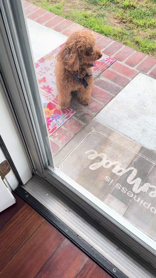 Post 10 by Nutellateddy on TikTok (video)