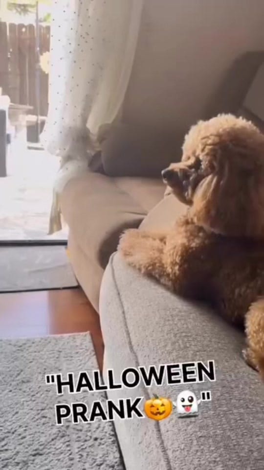 Post 1 by Nutellateddy on TikTok (video)