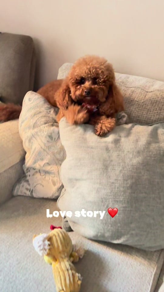 Post 5 by Nutellateddy on TikTok (video)