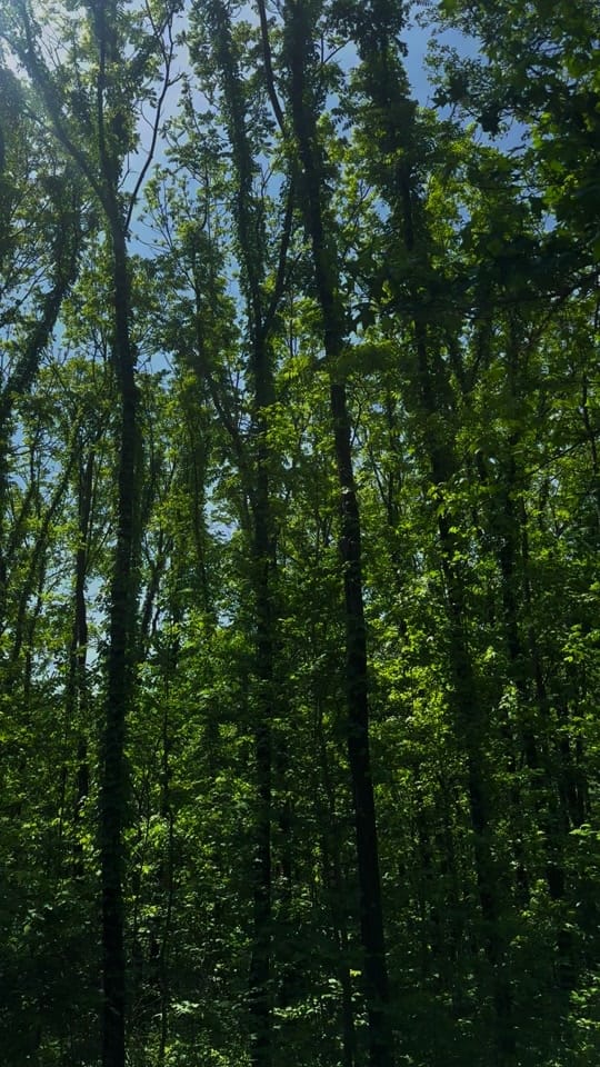 Post 7 by Ctaylor on TikTok (video)