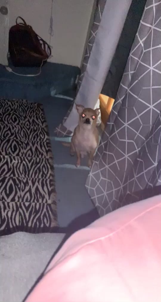 Post 1 by Booboo 🐶 on TikTok (video)