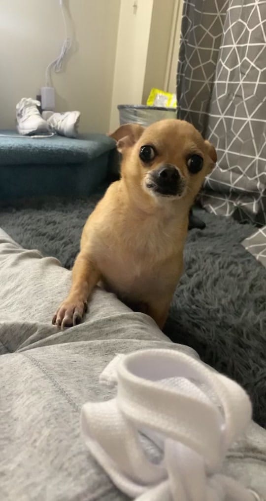 Post 5 by Booboo 🐶 on TikTok (video)