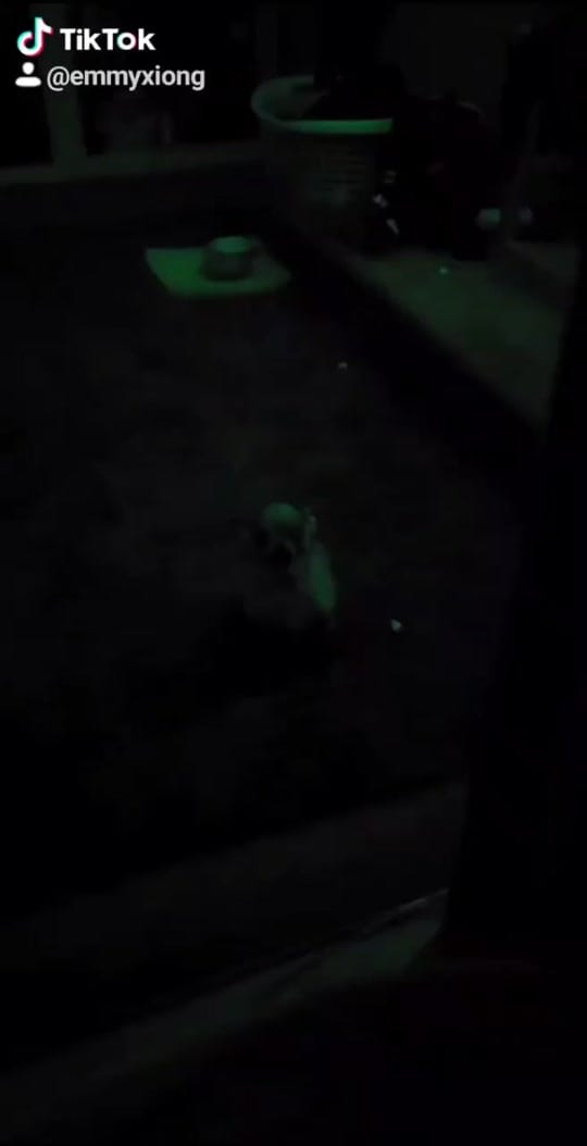 Post 8 by Booboo 🐶 on TikTok (video)