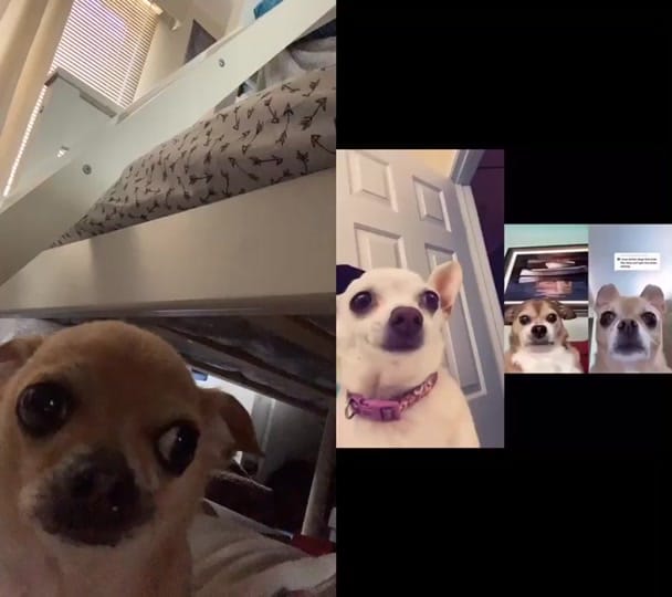 Post 10 by Booboo 🐶 on TikTok (video)