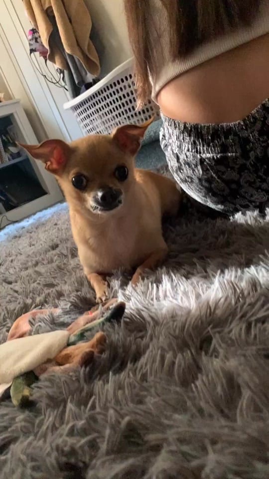 Post 9 by Booboo 🐶 on TikTok (video)