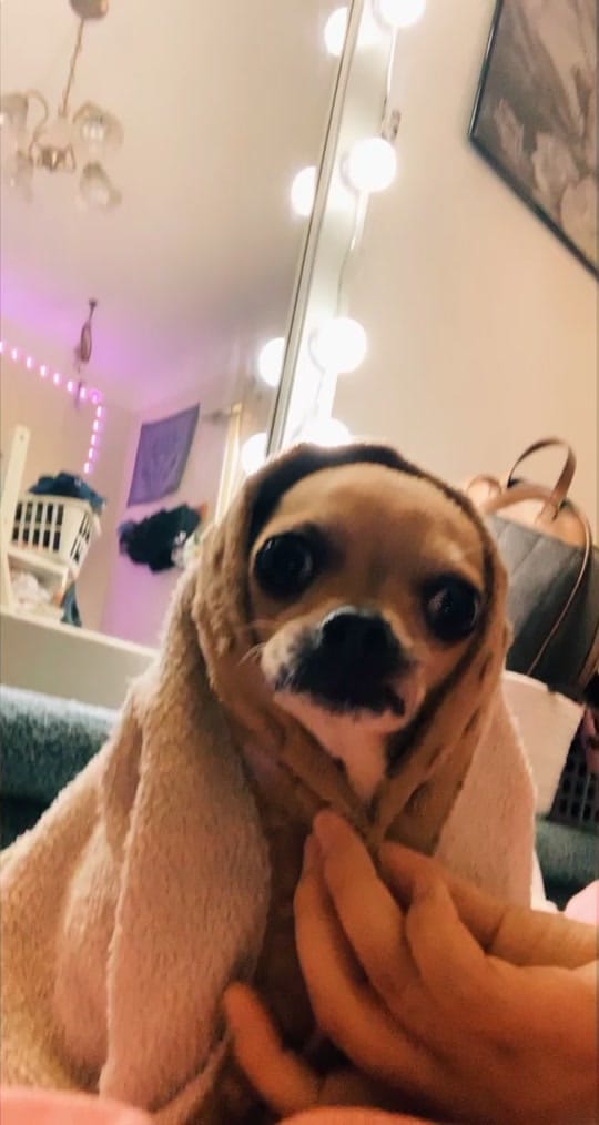 Post 6 by Booboo 🐶 on TikTok (video)