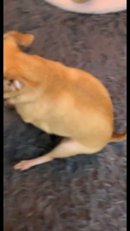 Post 2 by Booboo 🐶 on TikTok (video)