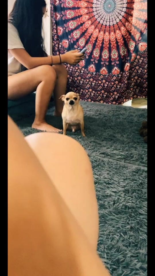 Post 7 by Booboo 🐶 on TikTok (video)