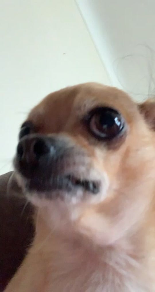 Post 3 by Booboo 🐶 on TikTok (video)