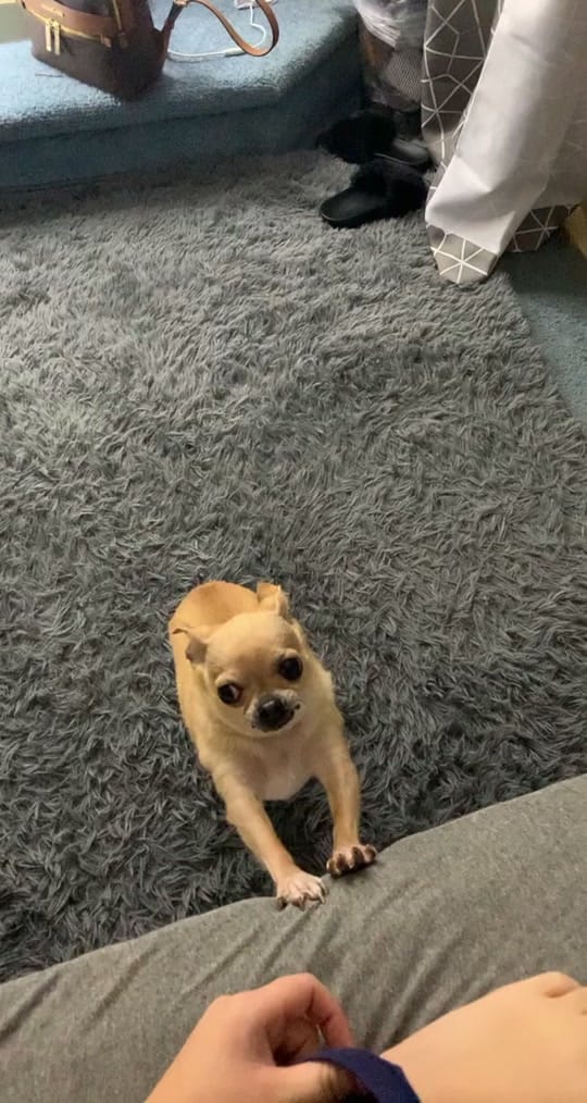 Post 4 by Booboo 🐶 on TikTok (video)