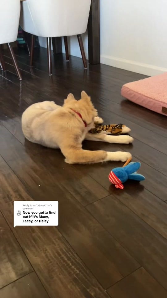 Post 9 by Irene 💟 on TikTok (video)