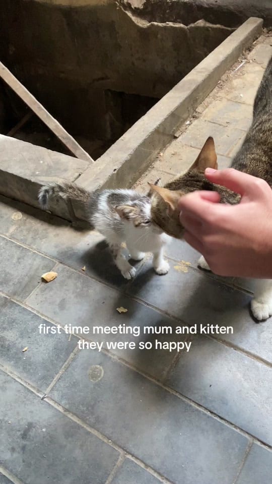 Post 8 by beirut to birmingham on TikTok (video)