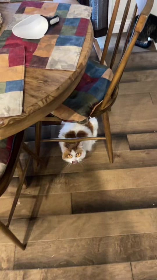 Post 2 by John C. Cuppi on TikTok (video)